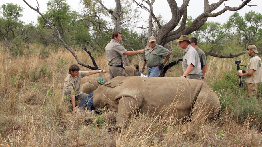 Pytláci v Jihoafrické republice zabili za loňský rok skoro 500 nosorožců