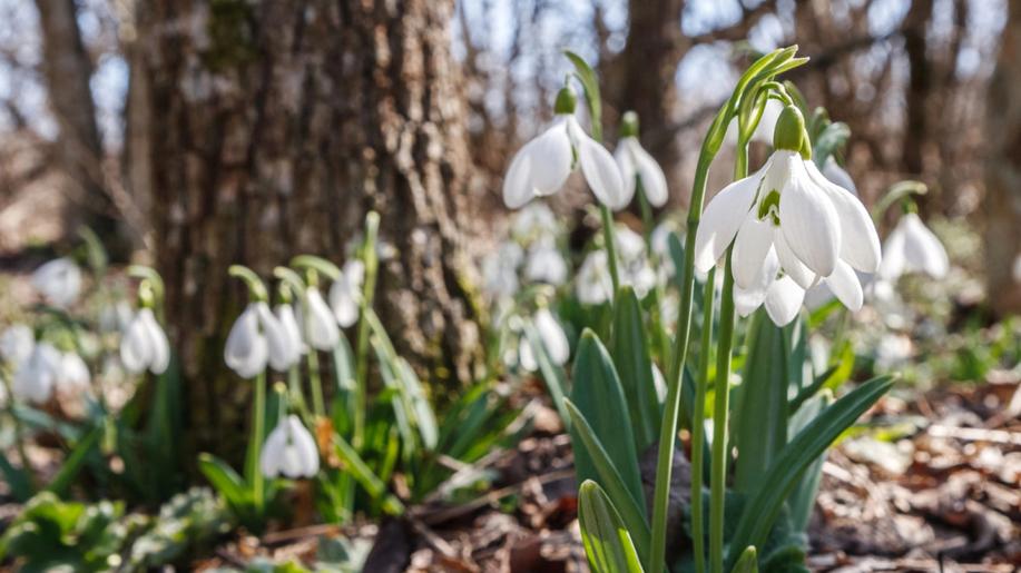Extrémně teplý únor uspíšil projevy jara v přírodě na jižní Moravě