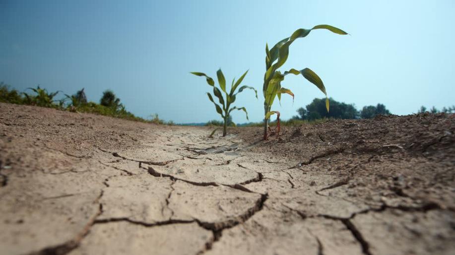 Sucho podle plánu: Pro případy vyhlášení celostátního sucha sáhne ústřední komise po operativním plánu. Dnes jej vláda vzala na vědomí