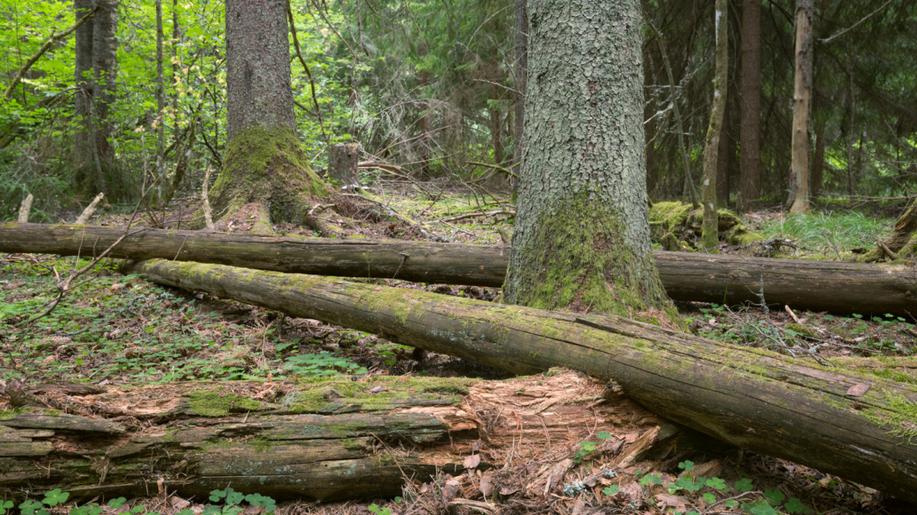 Národní park Šumava se v programech pro veřejnost zaměří na téma tlejícího dřeva
