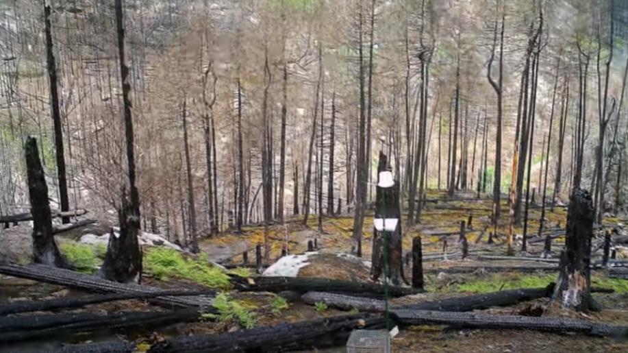 Vývoj vegetace po požáru v Národním parku České Švýcarsko okem fotopasti