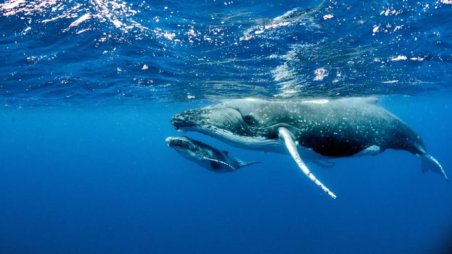 Vědci objasnili původ velrybího zpěvu, dorozumívání kytovců ale ruší lidský hluk