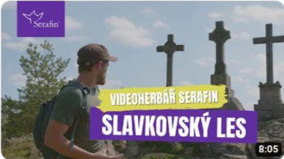 Videa firmy Serafin představují rostliny a přírodu Slavkovského lesa