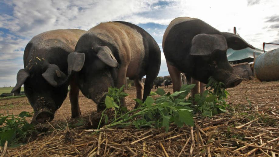 Bio zemědělství není jenom o motyčce a ručním pletí: Rozhovor s Josefem Sklenářem z Biofarmy Sasov Bio zemědělství není jenom o motyčce a ručním pletí: Rozhovor s Josefem Sklenářem z Biofarmy Sasov