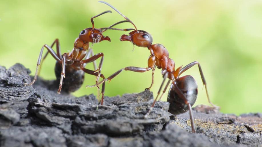 El Periódico: Cena mexických mravenců roste, stali se gurmánskou pochoutkou El Periódico: Cena mexických mravenců roste, stali se gurmánskou pochoutkou