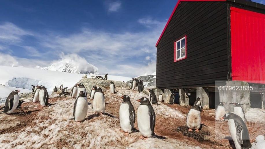 Britská organizace hledá uchazeče o práci v Antarktidě, bude i sčítat tučňáky