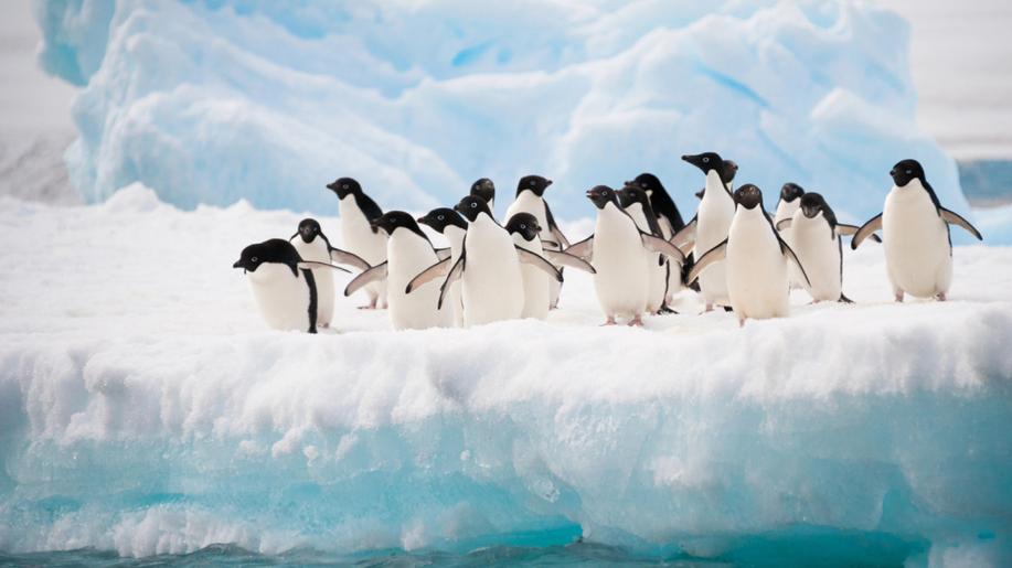 Tučňáci s ptačí chřipkou nemají příznaky, hrozí ale přenos na slabší druhy