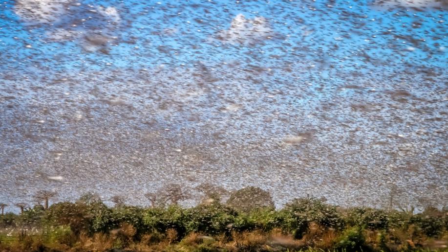 USA čeká největší invaze kobylek za desetiletí, mohou jich být biliony