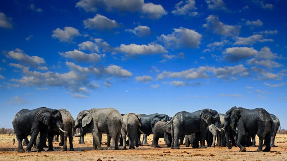 Botswana hrozí, že pošle do Německa 20.000 slonů kvůli sporu o dovoz trofejí