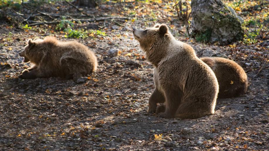 The Guardian: Počet velkých šelem v Evropě stoupá, ale dokážeme s nimi žít? The Guardian: Počet velkých šelem v Evropě stoupá, ale dokážeme s nimi žít?