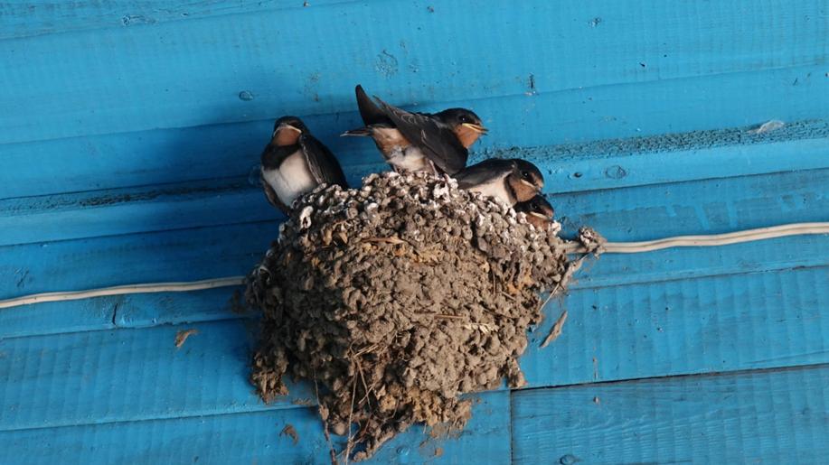 Vlaštovky se učí: zkušenost z hnízdění zlepšuje péči o hnízdo Vlaštovky se učí: zkušenost z hnízdění zlepšuje péči o hnízdo