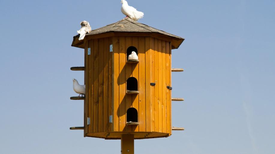 Pardubice zvažují pilotní projekt holubníku ve spolupráci s věznicí Pardubice zvažují pilotní projekt holubníku ve spolupráci s věznicí