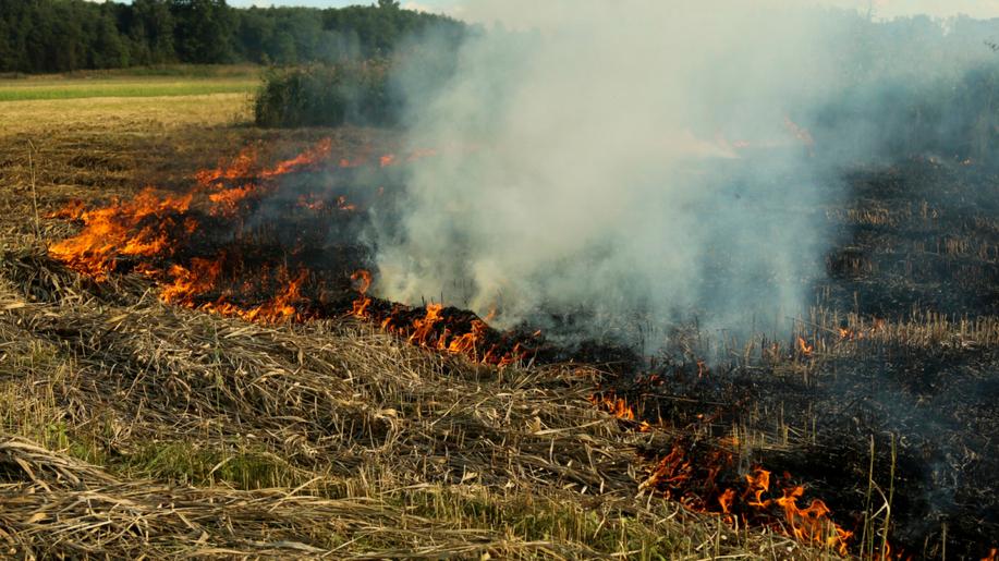 Řízené vypalování suchých trávníků prospívá podle vědců střevlíkům či pavoukům Řízené vypalování suchých trávníků prospívá podle vědců střevlíkům či pavoukům