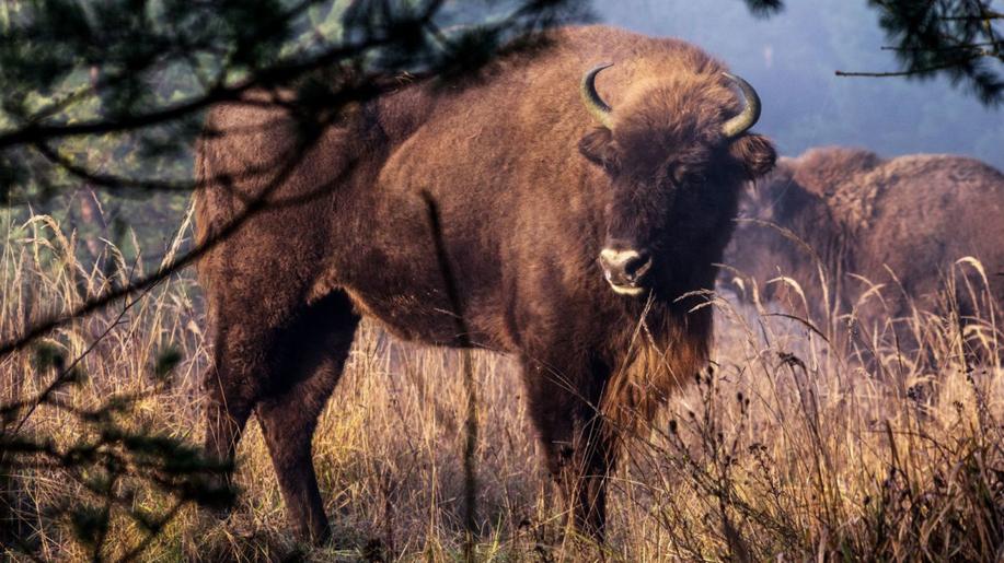Zubři pro Ukrajinu. Válka zdecimovala v národním parku stádo vzácných zubrů. Česká rezervace pomáhá s jejich záchranou Zubři pro Ukrajinu. Válka zdecimovala v národním parku stádo vzácných zubrů. Česká rezervace pomáhá s jejich záchranou
