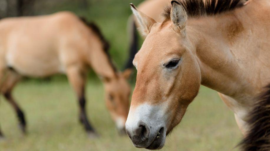 Pražská zoo dokončila rekordní transport koní Převalského do Kazachstánu Pražská zoo dokončila rekordní transport koní Převalského do Kazachstánu