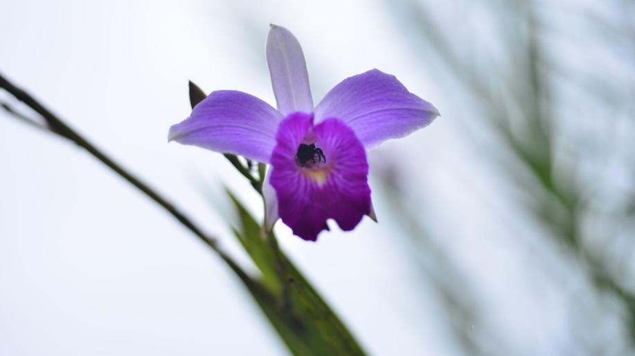 Orchideje, které dobývají svět. Vědci odhalili tajemství jejich invazního úspěchu Orchideje, které dobývají svět. Vědci odhalili tajemství jejich invazního úspěchu