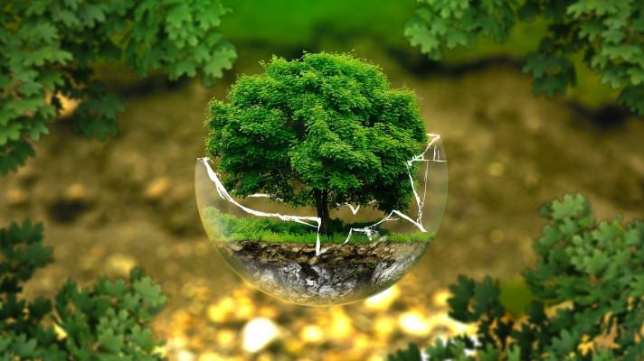 HP rozširuje svoje ekologické aktivity v oblasti ochrany svetových lesov