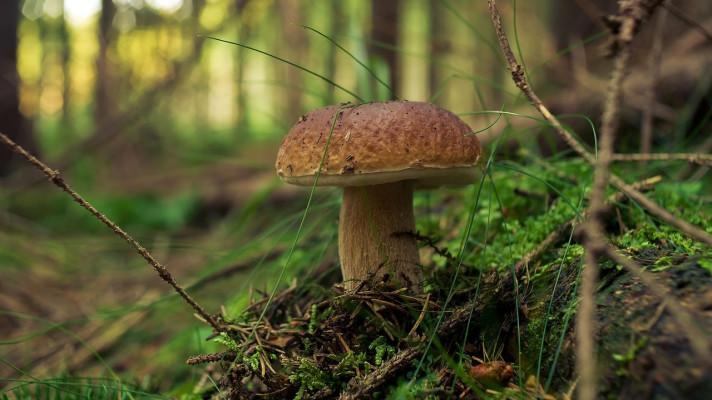 Jsou jedlé houby v Jeseníkách opravdu jedlé? Čeští vědci pracují na rozsáhlé studii mapující výskyt těžkých kovů v houbách