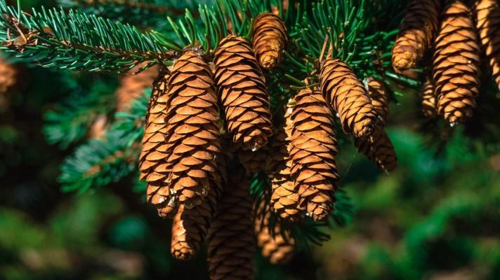 Správa KRNAP nabídne ekologické vánoční stromky