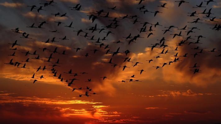 Vědci zveřejnili on-line atlas ptáků s podrobnými údaji i migračními mapami